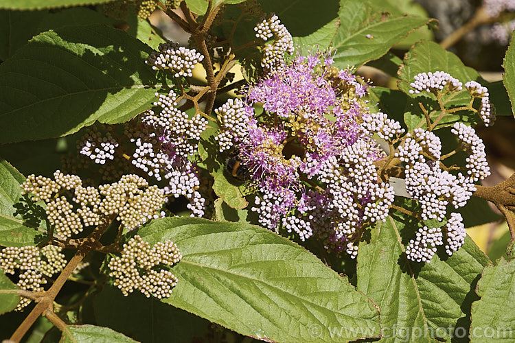 Callicarpa formosana, a temperate. East Asian species of Beauty Berry. It is a deciduous shrub up to 3m high and wide. The pink flowers open from white buds in summer and are followed by densely packed heads of tiny purple berries. It occurs naturally from Taiwan to Japan. callicarpa-2622htm'>Callicarpa.