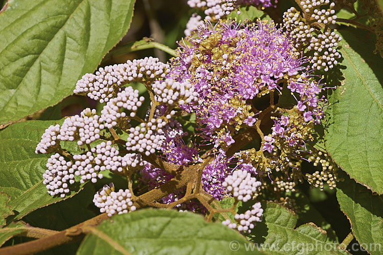 Callicarpa formosana, a temperate. East Asian species of Beauty Berry. It is a deciduous shrub up to 3m high and wide. The pink flowers open from white buds in summer and are followed by densely packed heads of tiny purple berries. It occurs naturally from Taiwan to Japan. callicarpa-2622htm'>Callicarpa.