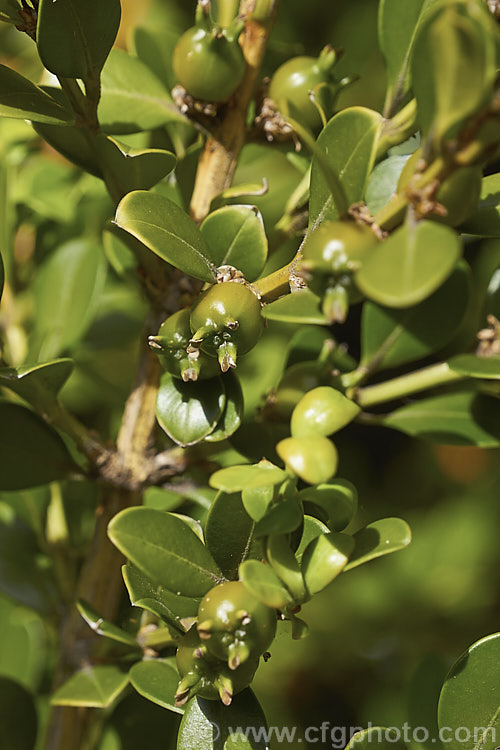 The fruits of Chinese Boxwood (<i>Buxus microphylla var. sinica</i>), a winter- to early spring-flowering, evergreen shrub or small tree to 6m tall It occurs in China, Taiwan and Japan and its foliage is usually a lighter, brighter green than that of the Common Box (<i>Buxus sempervirens</i>).