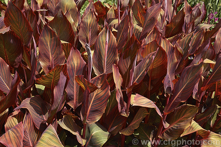 The foliage of Canna x generalis 'Tropicanna', one of the many cultivars of this group of hybrid rhizomatous perennials of species from the American tropics and subtropics 'Tropicanna' has bright orange flowers but is really grown more for its boldly marked foliage. Order: Zingiberales, Family: Cannaceae