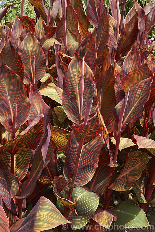 The foliage of Canna x generalis 'Tropicanna', one of the many cultivars of this group of hybrid rhizomatous perennials of species from the American tropics and subtropics 'Tropicanna' has bright orange flowers but is really grown more for its boldly marked foliage. Order: Zingiberales, Family: Cannaceae