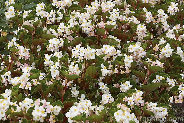 Begonia semperflorens-cultorum 'Baby Wing' White, one of the many semperflorens hybrids. Derived from several fibrous-rooted species, these small-flowered hybrids occur in green- and red-leaved forms and in a range of flower colours. Although perennial, they are frost-tender and are usually treated as annuals. Order: Cucurbitales, Family: Begoniaceae