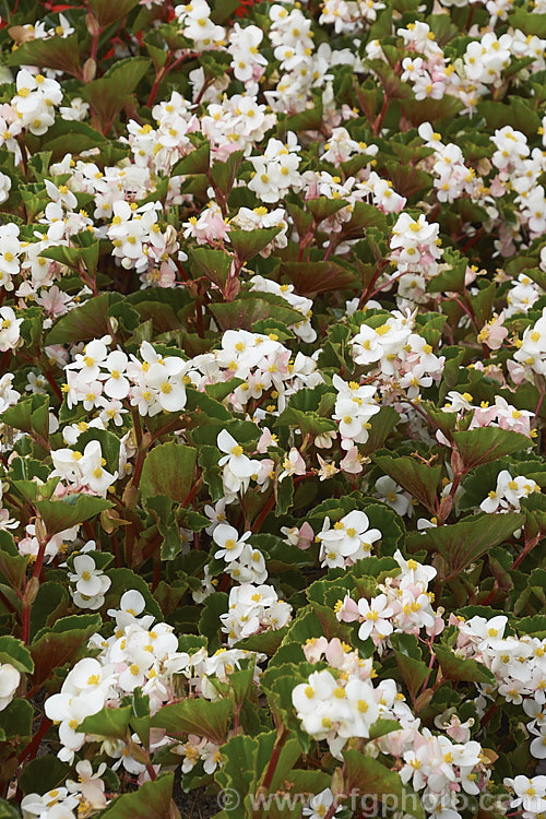 Begonia semperflorens-cultorum 'Baby Wing' White, one of the many semperflorens hybrids. Derived from several fibrous-rooted species, these small-flowered hybrids occur in green- and red-leaved forms and in a range of flower colours. Although perennial, they are frost-tender and are usually treated as annuals. Order: Cucurbitales, Family: Begoniaceae