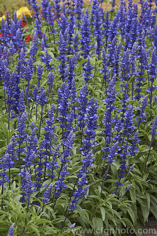 'Rhea'. Dwarf Blue Mealy Sage (<i>Salvia farinacea 'Rhea' Dwarf Blue</i>), a compact, heavy-flowering cultivar of a southern North American perennial that is often used as a summer bedding plant. Order: Lamiales, Family: Lamiaceae