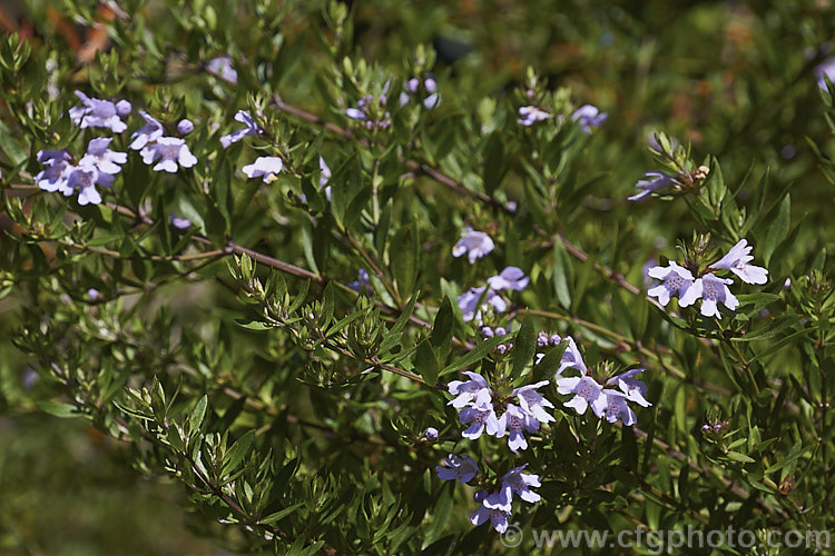 Australian Rosemary (<i>Westringia fruticosa [syn. Westringia rosmarinifolia]). Despite the common name, this 15m tall evergreen, spring- to summer-flowering shrub from coastal eastern Australian has no herbal uses and is grown as an ornamental. The flowers range in colour from white to purplish mauve. westringia-2933htm'>Westringia.