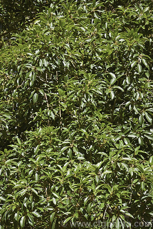 Summer foliage of the Japanese Evergreen Oak (<i>Quercus acuta</i>), an evergreen tree up to 25m tall found in Japan, North Korea and China. In cultivation it usually grows as a large round-headed shrub or small tree