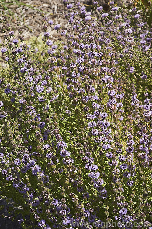 Pennyroyal (<i>Mentha pulegium</i>), a spreading evergreen perennial that can grow to 40cm high and over 1m wide, though it is usually considerably smaller. The light purple flowerheads appear in summer. While the plant has a strong mint scent and flavour, it is most often cultivated as an ornamental or a groundcover, sometimes as a lawn substitute. Order: Lamiales, Family: Lamiaceae