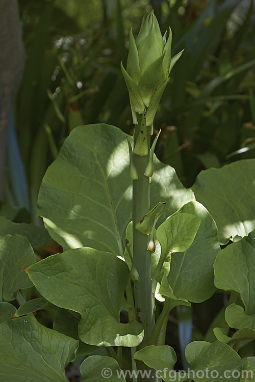 Mature foliage and developing flowerhead of Cardiocrinum cordatum. Native to Japan, this bulb is shorter, has smaller leaves and flowers later than the better-known. Giant Himalayan Lily (<i>Cardiocrinum giganteum</i>). It has relatively few-flowered heads of scented, greenish-cream blooms in late summer, on 12-18m tall stems. Order: Liliales, Family: Liliaceae