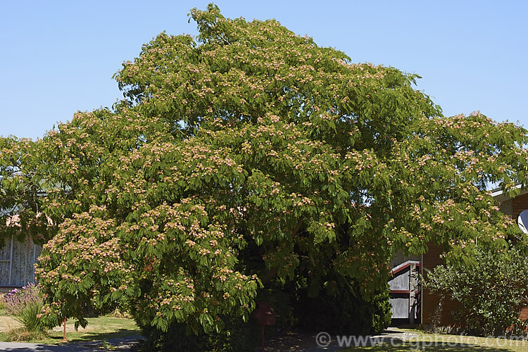 Silk Tree (<i>Albizia julibrissin</i>), a 6m tall deciduous tree found naturally from Iran to Japan. It flowers heavily from mid-summer. The tree is often quite flat-topped, making it an excellent shade tree. albizia-2159htm'>Albizia.