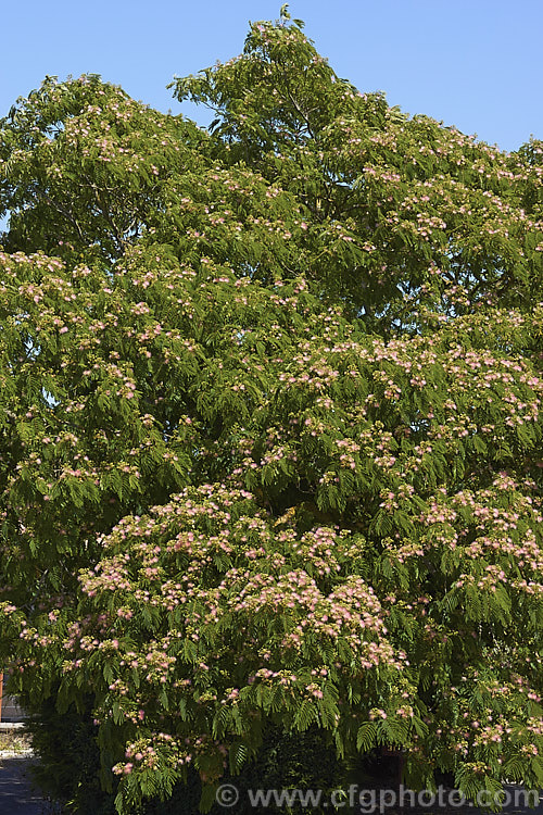 Silk Tree (<i>Albizia julibrissin</i>), a 6m tall deciduous tree found naturally from Iran to Japan. It flowers heavily from mid-summer. The tree is often quite flat-topped, making it an excellent shade tree. albizia-2159htm'>Albizia.