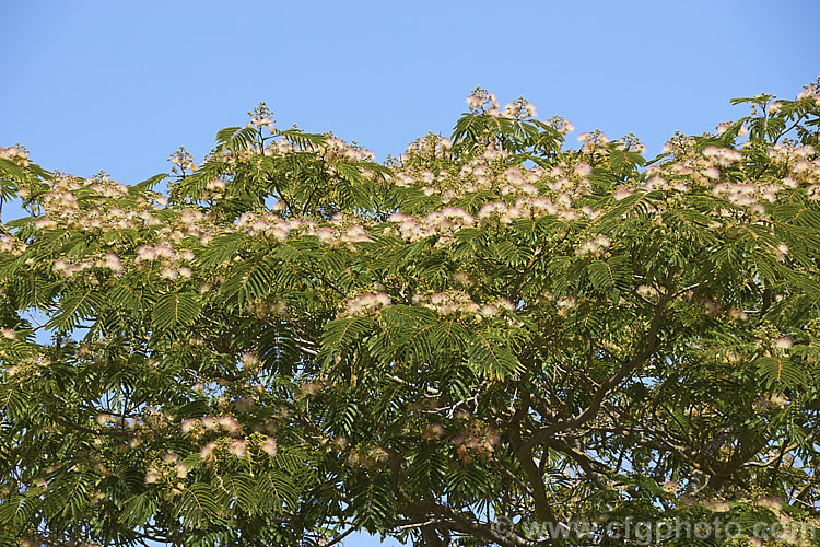 Silk Tree (<i>Albizia julibrissin</i>), a 6m tall deciduous tree found naturally from Iran to Japan. It flowers heavily from mid-summer. The tree is often quite flat-topped, making it an excellent shade tree. albizia-2159htm'>Albizia.