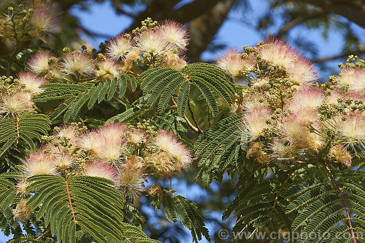 Silk Tree (<i>Albizia julibrissin</i>), a 6m tall deciduous tree found naturally from Iran to Japan. It flowers heavily from mid-summer. The tree is often quite flat-topped, making it an excellent shade tree. albizia-2159htm'>Albizia.