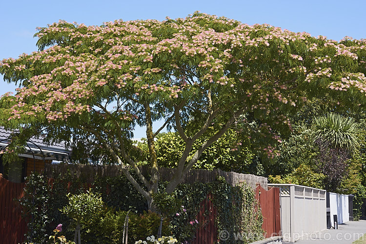 Pink Silk Tree (<i>Albizia julibrissin var. rosea</i>), a natural variety of a deciduous, summer-flowering tree found naturally from Iran to Japan. This deeper pink flowered variety tends to be a slightly smaller tree than the basic species. albizia-2159htm'>Albizia.