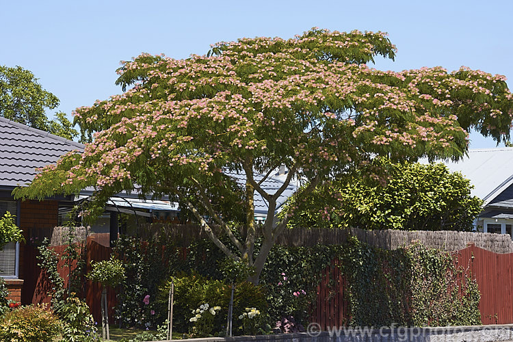 Pink Silk Tree (<i>Albizia julibrissin var. rosea</i>), a natural variety of a deciduous, summer-flowering tree found naturally from Iran to Japan. This deeper pink flowered variety tends to be a slightly smaller tree than the basic species. albizia-2159htm'>Albizia.