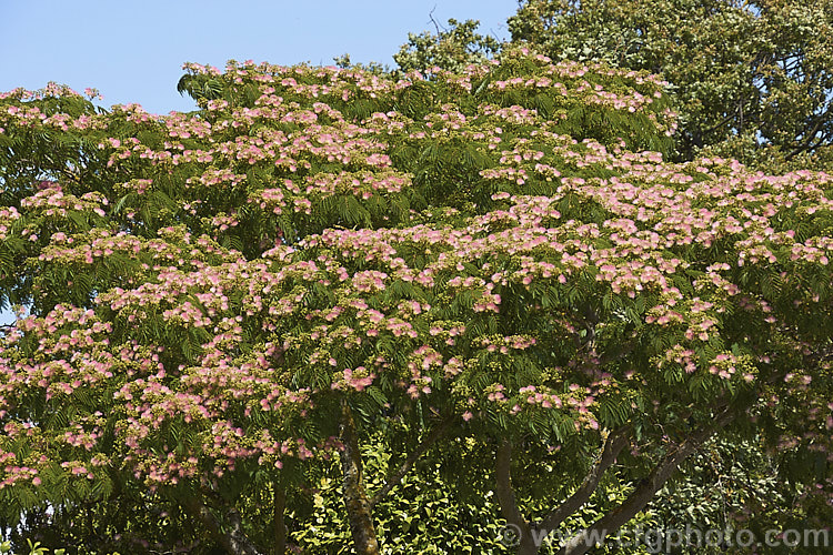 Pink Silk Tree (<i>Albizia julibrissin var. rosea</i>), a natural variety of a deciduous, summer-flowering tree found naturally from Iran to Japan. This deeper pink flowered variety tends to be a slightly smaller tree than the basic species. albizia-2159htm'>Albizia.