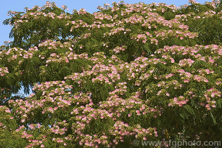 Pink Silk Tree (<i>Albizia julibrissin var. rosea</i>), a natural variety of a deciduous, summer-flowering tree found naturally from Iran to Japan. This deeper pink flowered variety tends to be a slightly smaller tree than the basic species. albizia-2159htm'>Albizia.