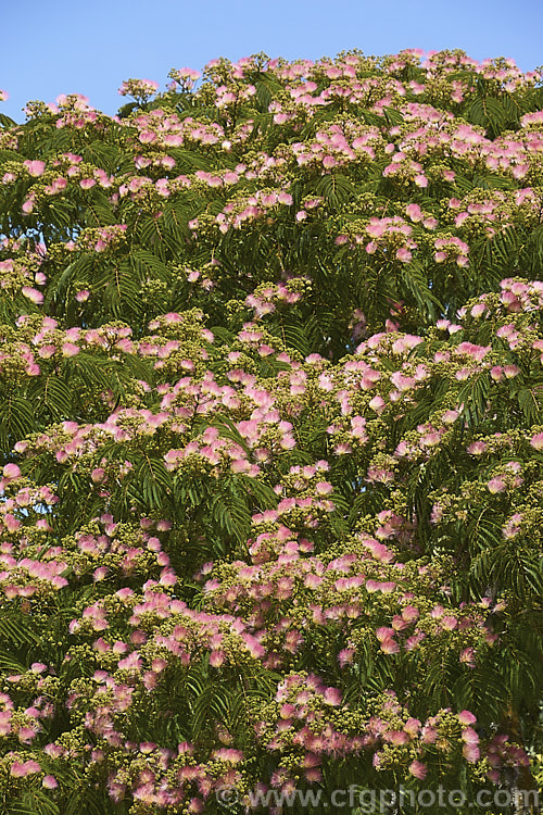 Pink Silk Tree (<i>Albizia julibrissin var. rosea</i>), a natural variety of a deciduous, summer-flowering tree found naturally from Iran to Japan. This deeper pink flowered variety tends to be a slightly smaller tree than the basic species. albizia-2159htm'>Albizia.