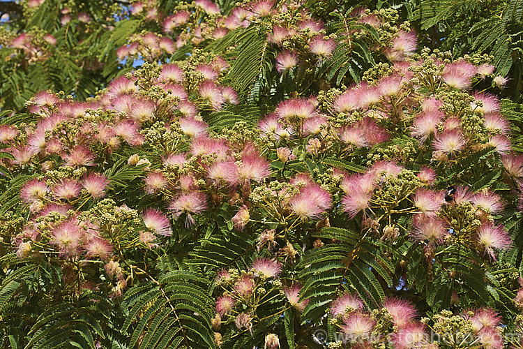 Pink Silk Tree (<i>Albizia julibrissin var. rosea</i>), a natural variety of a deciduous, summer-flowering tree found naturally from Iran to Japan. This deeper pink flowered variety tends to be a slightly smaller tree than the basic species. albizia-2159htm'>Albizia.