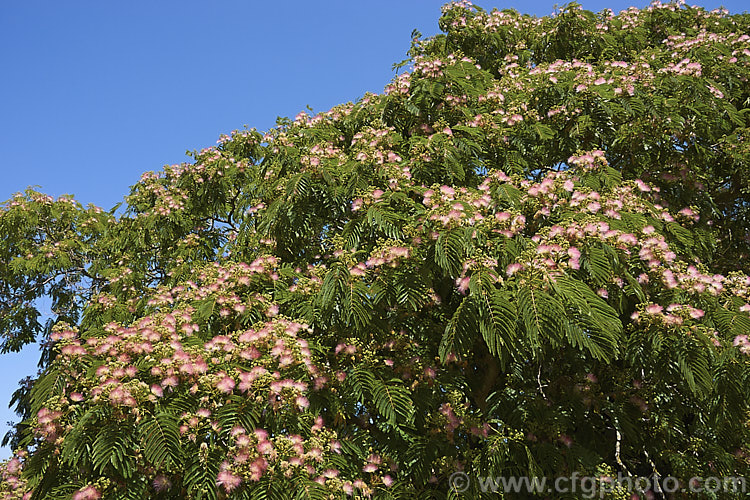 Pink Silk Tree (<i>Albizia julibrissin var. rosea</i>), a natural variety of a deciduous, summer-flowering tree found naturally from Iran to Japan. This deeper pink flowered variety tends to be a slightly smaller tree than the basic species. albizia-2159htm'>Albizia.