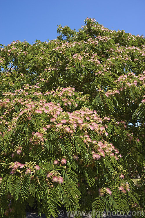 Pink Silk Tree (<i>Albizia julibrissin var. rosea</i>), a natural variety of a deciduous, summer-flowering tree found naturally from Iran to Japan. This deeper pink flowered variety tends to be a slightly smaller tree than the basic species. albizia-2159htm'>Albizia.