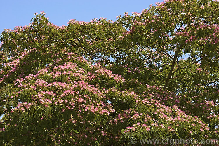 'Ombrella'. Silk Tree (<i>Albizia julibrissin 'Ombrella' ['Boubri'. Ombrella]), this spreading, flat-topped, French-raised cultivar of a deciduous, summer-blooming tree found naturally from Iran to Japan has more intensely coloured flowers than either the species or its natural variety, rosea. Also, the foliage is a little darker and the leaf stems are red-tinted. albizia-2159htm'>Albizia.