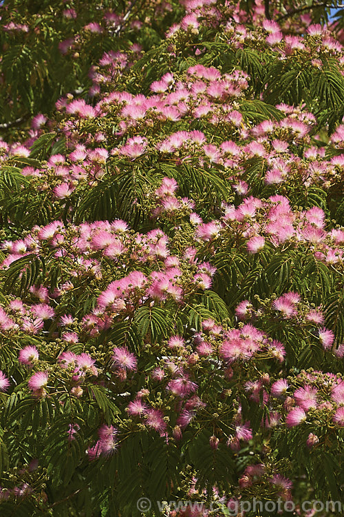 'Ombrella'. Silk Tree (<i>Albizia julibrissin 'Ombrella' ['Boubri'. Ombrella]), this spreading, flat-topped, French-raised cultivar of a deciduous, summer-blooming tree found naturally from Iran to Japan has more intensely coloured flowers than either the species or its natural variety, rosea. Also, the foliage is a little darker and the leaf stems are red-tinted. albizia-2159htm'>Albizia.