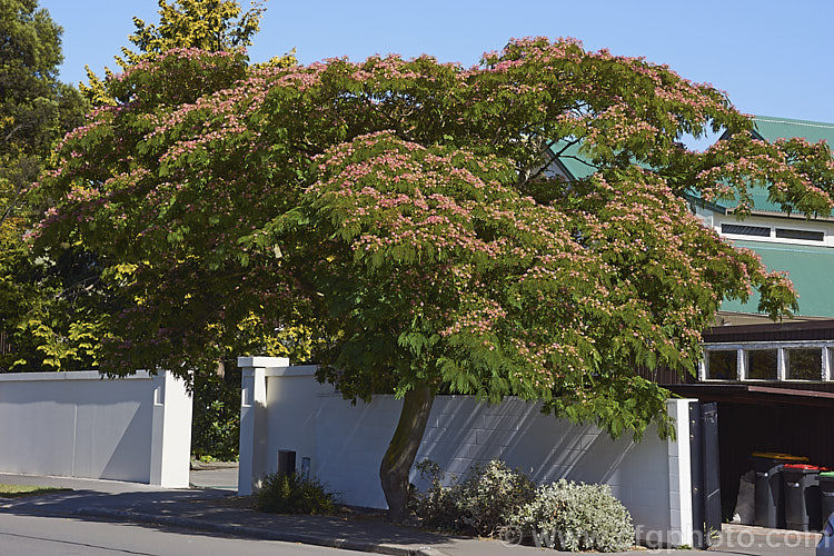 'Ombrella'. Silk Tree (<i>Albizia julibrissin 'Ombrella' ['Boubri'. Ombrella]), this spreading, flat-topped, French-raised cultivar of a deciduous, summer-blooming tree found naturally from Iran to Japan has more intensely coloured flowers than either the species or its natural variety, rosea. Also, the foliage is a little darker and the leaf stems are red-tinted. albizia-2159htm'>Albizia.