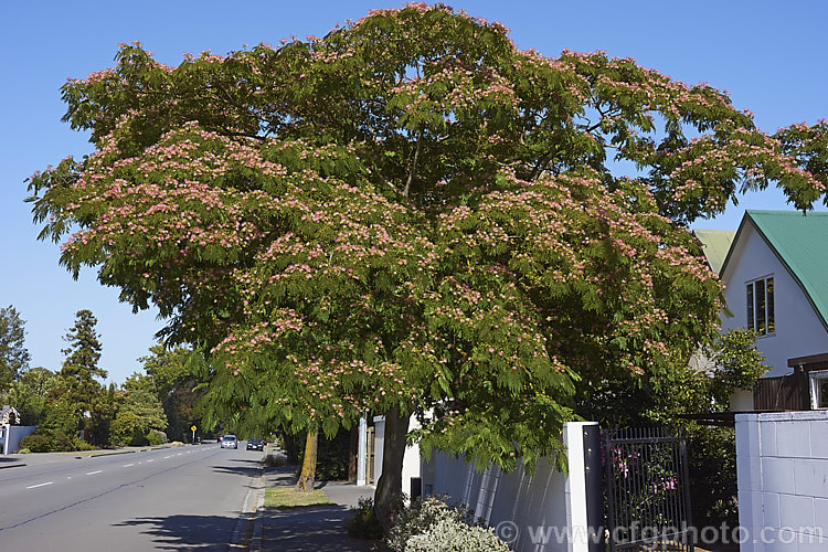 'Ombrella'. Silk Tree (<i>Albizia julibrissin 'Ombrella' ['Boubri'. Ombrella]), this spreading, flat-topped, French-raised cultivar of a deciduous, summer-blooming tree found naturally from Iran to Japan has more intensely coloured flowers than either the species or its natural variety, rosea. Also, the foliage is a little darker and the leaf stems are red-tinted. albizia-2159htm'>Albizia.