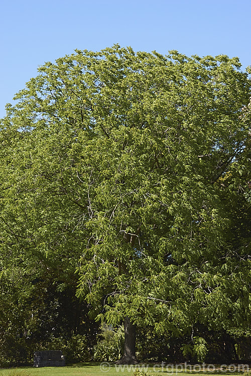 Black Walnut orAmerican. Walnut (<i>Juglans nigra</i>) in summer. This 30m tall deciduous tree is native to the eastern USA It bears edible nuts and produces high quality timber. juglans-2454htm'>Juglans. <a href='juglandaceae-plant-family-photoshtml'>Juglandaceae</a>.