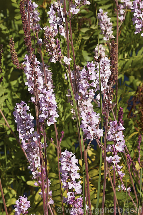 Francoa sonchifolia, a summer-flowering perennial native to Chile. It is similar to Bridal. Wreath (<i>Francoa ramosa</i>) but generally larger, with long leaves and flower stems up to 12m tall It also flowers a little later. francoa-2989htm'>Francoa. <a href='francoaceae-plant-family-photoshtml'>Francoaceae</a>.