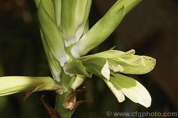 Cardiocrinum cordatum, native to Japan, this bulb is shorter, has smaller leaves and flowers later than the better-known. Giant Himalayan Lily (<i>Cardiocrinum giganteum</i>). It has relatively few-flowered heads of scented, greenish-cream blooms in late summer, on 12-18m tall stems. Order: Liliales, Family: Liliaceae