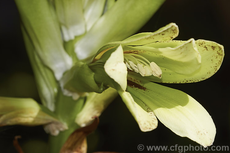 Cardiocrinum cordatum, native to Japan, this bulb is shorter, has smaller leaves and flowers later than the better-known. Giant Himalayan Lily (<i>Cardiocrinum giganteum</i>). It has relatively few-flowered heads of scented, greenish-cream blooms in late summer, on 12-18m tall stems. Order: Liliales, Family: Liliaceae