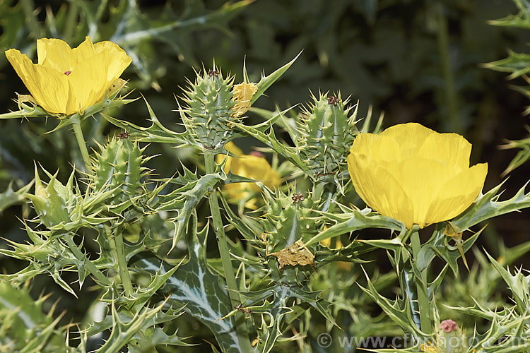 Mexican Poppy or Mexican Prickly Poppy (<i>Argemone mexicana</i>) with near-mature seedpods. This short-lived, summer-flowering perennial is found in Mexico and the extreme southwest of the United States. It thrives in poor soil and is quick to colonise bare ground, which has helped to naturalise in many areas. Its prickly thistle-like foliage makes it unpleasant to handle. Although poisonous, it has been used in herbal medicines. Order: Ranunculales, Family: Papaveraceae