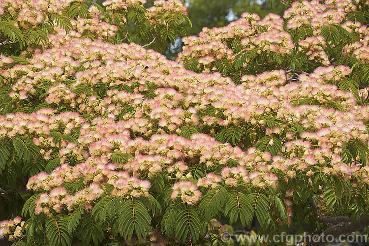 Silk Tree (<i>Albizia julibrissin</i>), a 6m tall deciduous tree found naturally from Iran to Japan. It flowers heavily from midsummer. The tree is often quite flat-topped, making it an excellent shade tree. albizia-2159htm'>Albizia.