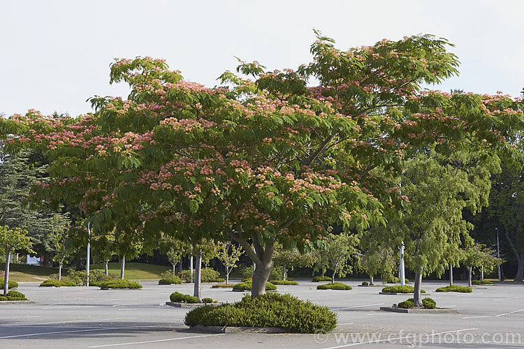 'Ombrella'. Silk Tree (<i>Albizia julibrissin 'Ombrella' ['Boubri'. Ombrella]), this spreading, flat-topped cultivar of a deciduous, summer-blooming tree found naturally from Iran to Japan has more intensely coloured flowers than either the species or its natural variety, rosea. Also, the foliage is a little darker and the leaf stems are red-tinted. albizia-2159htm'>Albizia.