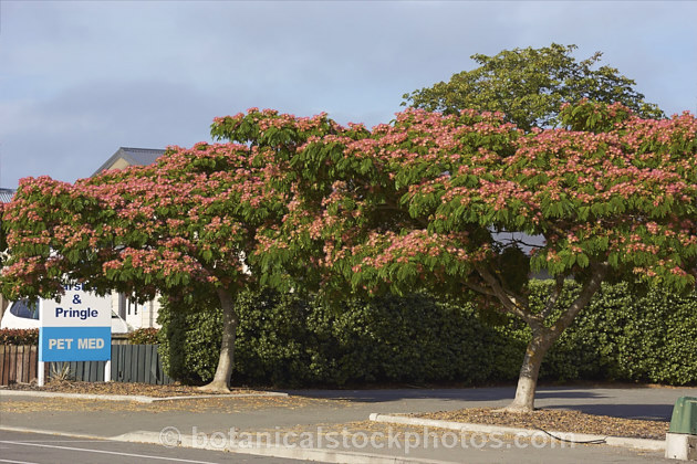 'Ombrella'. Silk Tree (<i>Albizia julibrissin 'Ombrella' ['Boubri'. Ombrella]), this spreading, flat-topped cultivar of a deciduous, summer-blooming tree found naturally from Iran to Japan has more intensely coloured flowers than either the species or its natural variety, rosea. Also, the foliage is a little darker and the leaf stems are red-tinted. albizia-2159htm'>Albizia.