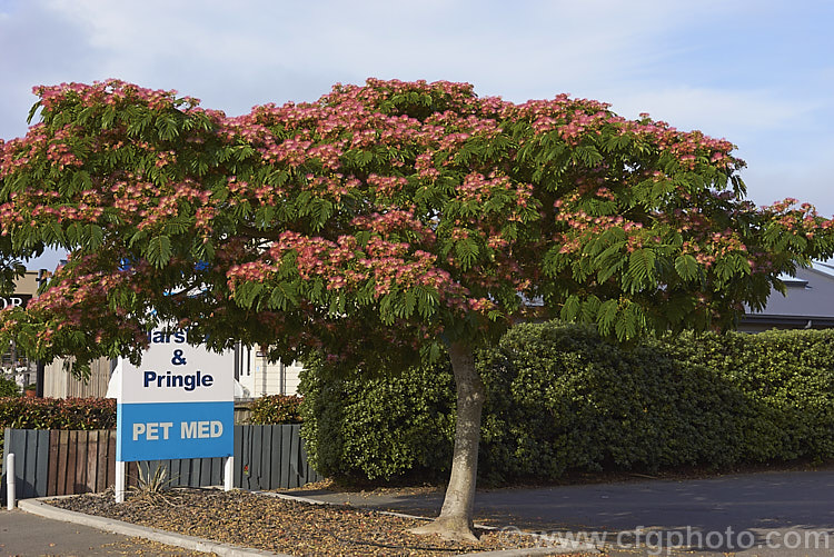 'Ombrella'. Silk Tree (<i>Albizia julibrissin 'Ombrella' ['Boubri'. Ombrella]), this spreading, flat-topped cultivar of a deciduous, summer-blooming tree found naturally from Iran to Japan has more intensely coloured flowers than either the species or its natural variety, rosea. Also, the foliage is a little darker and the leaf stems are red-tinted. albizia-2159htm'>Albizia.