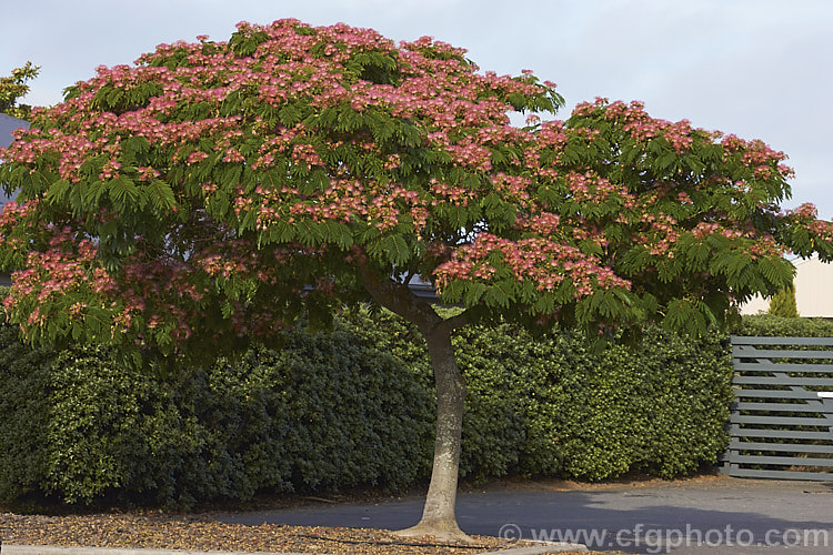 'Ombrella'. Silk Tree (<i>Albizia julibrissin 'Ombrella' ['Boubri'. Ombrella]), this spreading, flat-topped cultivar of a deciduous, summer-blooming tree found naturally from Iran to Japan has more intensely coloured flowers than either the species or its natural variety, rosea. Also, the foliage is a little darker and the leaf stems are red-tinted. albizia-2159htm'>Albizia.