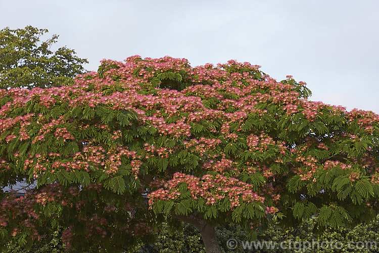 'Ombrella'. Silk Tree (<i>Albizia julibrissin 'Ombrella' ['Boubri'. Ombrella]), this spreading, flat-topped cultivar of a deciduous, summer-blooming tree found naturally from Iran to Japan has more intensely coloured flowers than either the species or its natural variety, rosea. Also, the foliage is a little darker and the leaf stems are red-tinted. albizia-2159htm'>Albizia.