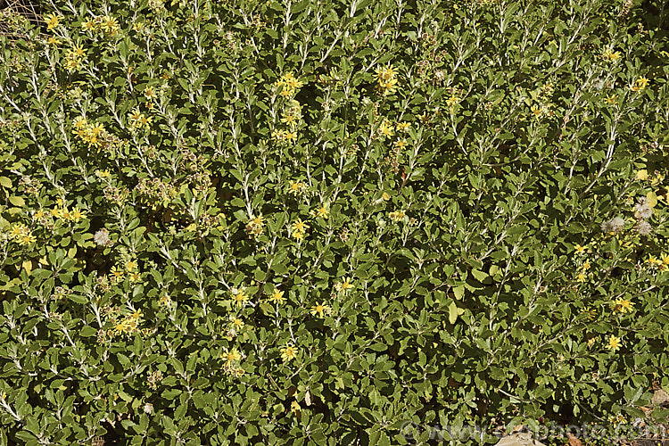 Brachyglottis monroi, a 1m high New Zealand shrub. It is very similar in size and general appearance to the more common. Brachyglottis greyi, but can be distinguished by its smaller, thicker, wavy-edged leaves and somewhat later flowering. As shown here, the flowers are not especially showy and in cultivation this is really more of a foliage plant. brachyglottis-2162htm'>Brachyglottis.