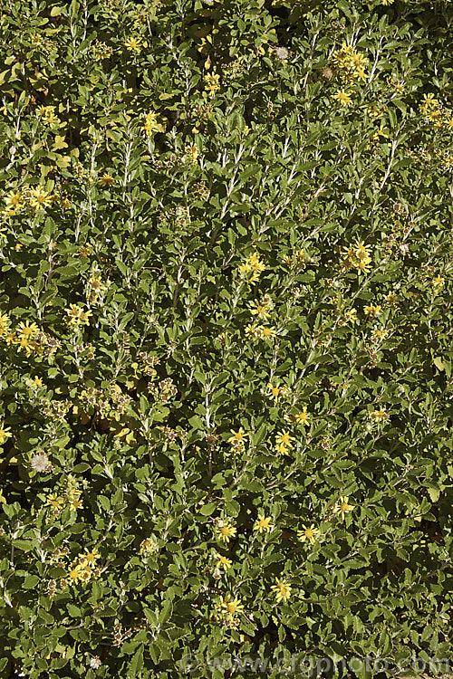 Brachyglottis monroi, a 1m high New Zealand shrub. It is very similar in size and general appearance to the more common. Brachyglottis greyi, but can be distinguished by its smaller, thicker, wavy-edged leaves and somewhat later flowering. As shown here, the flowers are not especially showy and in cultivation this is really more of a foliage plant. brachyglottis-2162htm'>Brachyglottis.