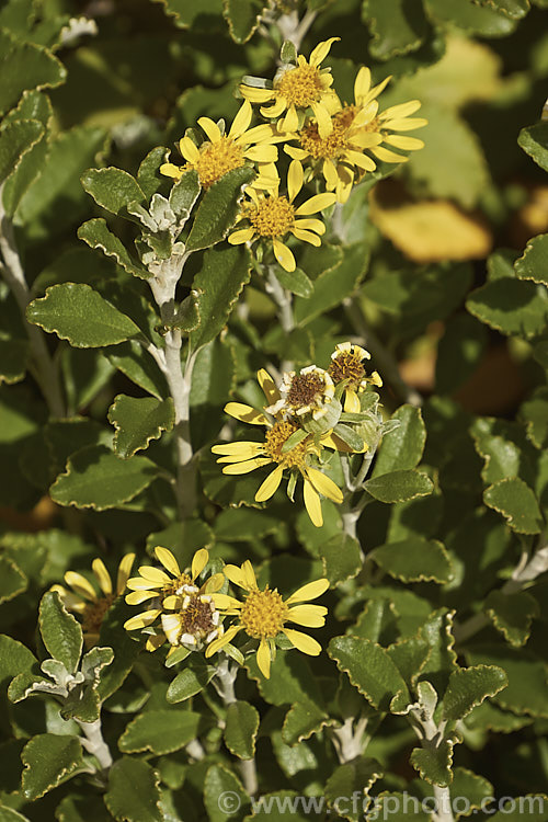 Brachyglottis monroi, a 1m high New Zealand shrub. It is very similar in size and general appearance to the more common. Brachyglottis greyi, but can be distinguished by its smaller, thicker, wavy-edged leaves and somewhat later flowering. As shown here, the flowers are not especially showy and in cultivation this is really more of a foliage plant. brachyglottis-2162htm'>Brachyglottis.