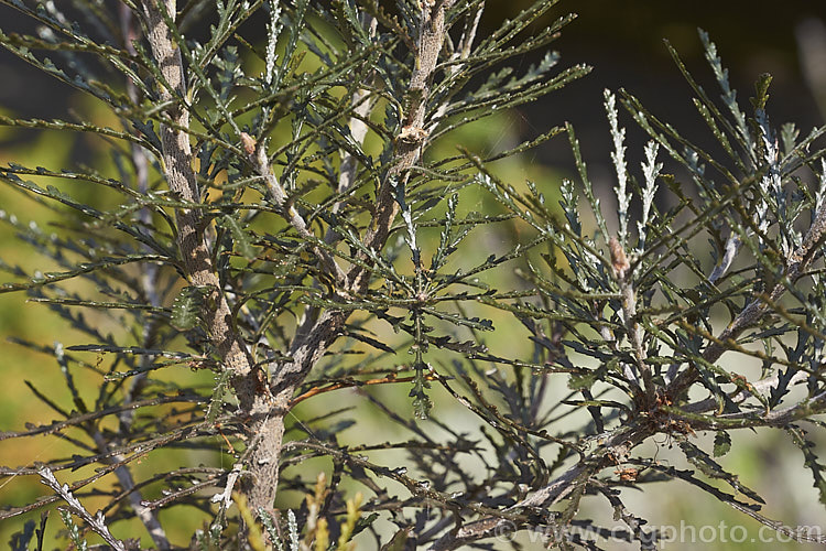 The juvenile foliage of Pittosporum patulum, an evergreen shrub or small tree up to 6m tall, found in subalpine areas of the South Island of New Zealand, often in Southern. Beech (<i>Nothofagus</i>) forest. The juvenile foliage is bronze-green, narrow and lobed while the adult leaves are a brighter green, broader and smoother edged, usually just with shallow teeth. Fragrant red flowers appear at the stem tips in spring. This species is endangered in the wild. Order: Apiales, Family: Pittosporaceae