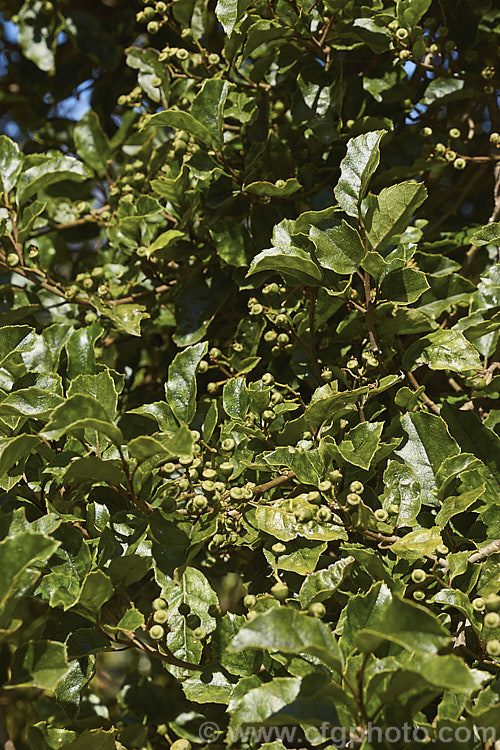 Foliage and seed capsules of Marbleleaf or Putaputaweta (<i>Carpodetus serratus</i>), an evergreen tree up to 9m tall, native to New Zealand It maintains for several years a shrubby, juvenile habit as shown here. The name. Marbleleaf comes from the interestingly marked foliage. Adult trees produce panicles of tiny white flowers that develop into these capsules by late summer. carpodetus-2653htm'>Carpodetus. <a href='rousseaceae-plant-family-photoshtml'>Rousseaceae</a>.