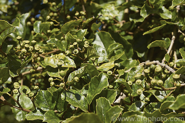 Foliage and seed capsules of Marbleleaf or Putaputaweta (<i>Carpodetus serratus</i>), an evergreen tree up to 9m tall, native to New Zealand It maintains for several years a shrubby, juvenile habit as shown here. The name. Marbleleaf comes from the interestingly marked foliage. Adult trees produce panicles of tiny white flowers that develop into these capsules by late summer. carpodetus-2653htm'>Carpodetus. <a href='rousseaceae-plant-family-photoshtml'>Rousseaceae</a>.