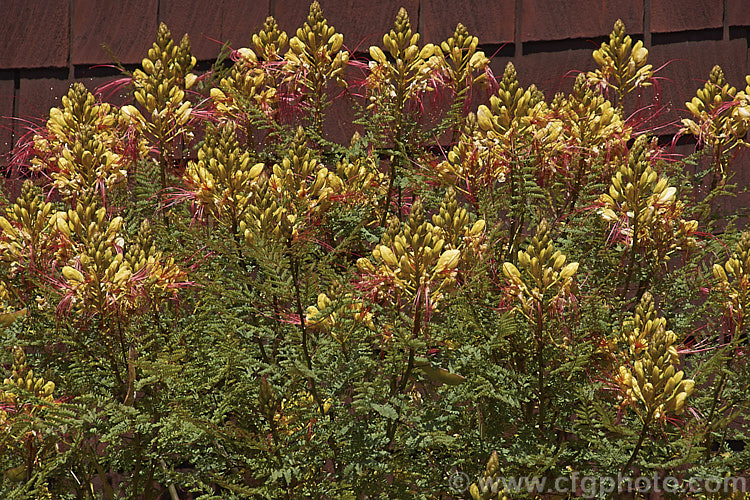 Yellow Bird of Paradise or Poinciana (<i>Caesalpinia gilliesii</i>), a long-flowering semi-evergreen to deciduous shrub or small tree native to Argentina and Uruguay. It is probably the hardiest species in its genus.