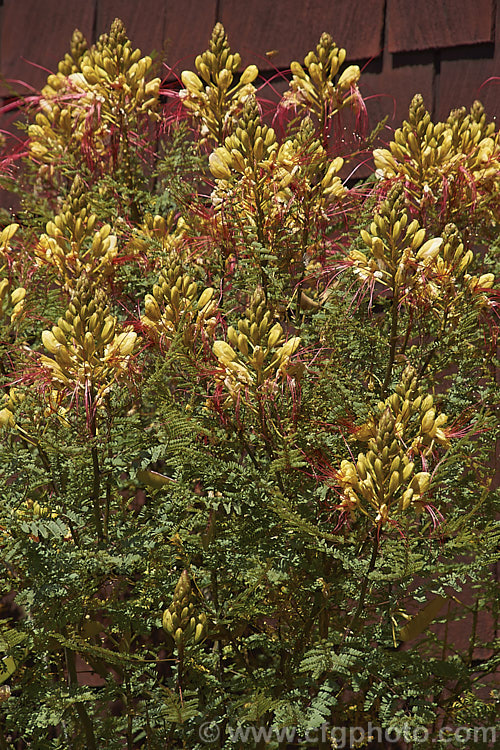 Yellow Bird of Paradise or Poinciana (<i>Caesalpinia gilliesii</i>), a long-flowering semi-evergreen to deciduous shrub or small tree native to Argentina and Uruguay. It is probably the hardiest species in its genus.