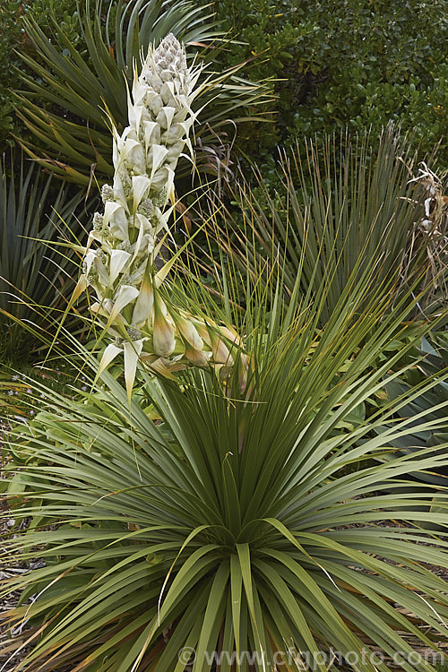 Nolina parryi photo at Pictures of Plants stock image library