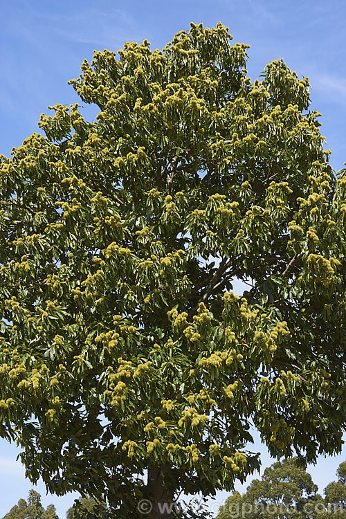 Edible Chestnut or Sweet Chestnut (<i>Castanea sativa</i>) with near-mature fruit burrs, each of which contains 1-5 nuts. This 40m tall deciduous tree is native to southern Europe, North Africa and western Asia. castanea-2419htm'>Castanea. Order: Fagales, Family: Fagaceae