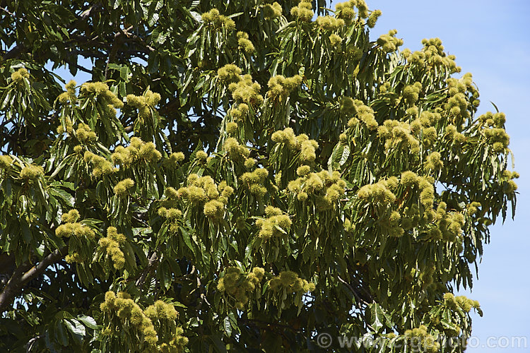 Edible Chestnut or Sweet Chestnut (<i>Castanea sativa</i>) with near-mature fruit burrs, each of which contains 1-5 nuts. This 40m tall deciduous tree is native to southern Europe, North Africa and western Asia. castanea-2419htm'>Castanea. Order: Fagales, Family: Fagaceae